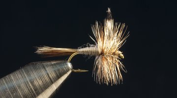 A Question of Beauty