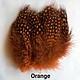 Guinea Hackle