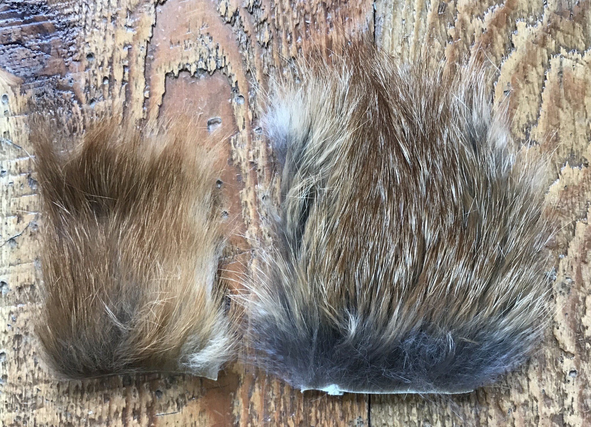 Red Fox Fur