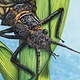 Conner Art - Stonefly Print