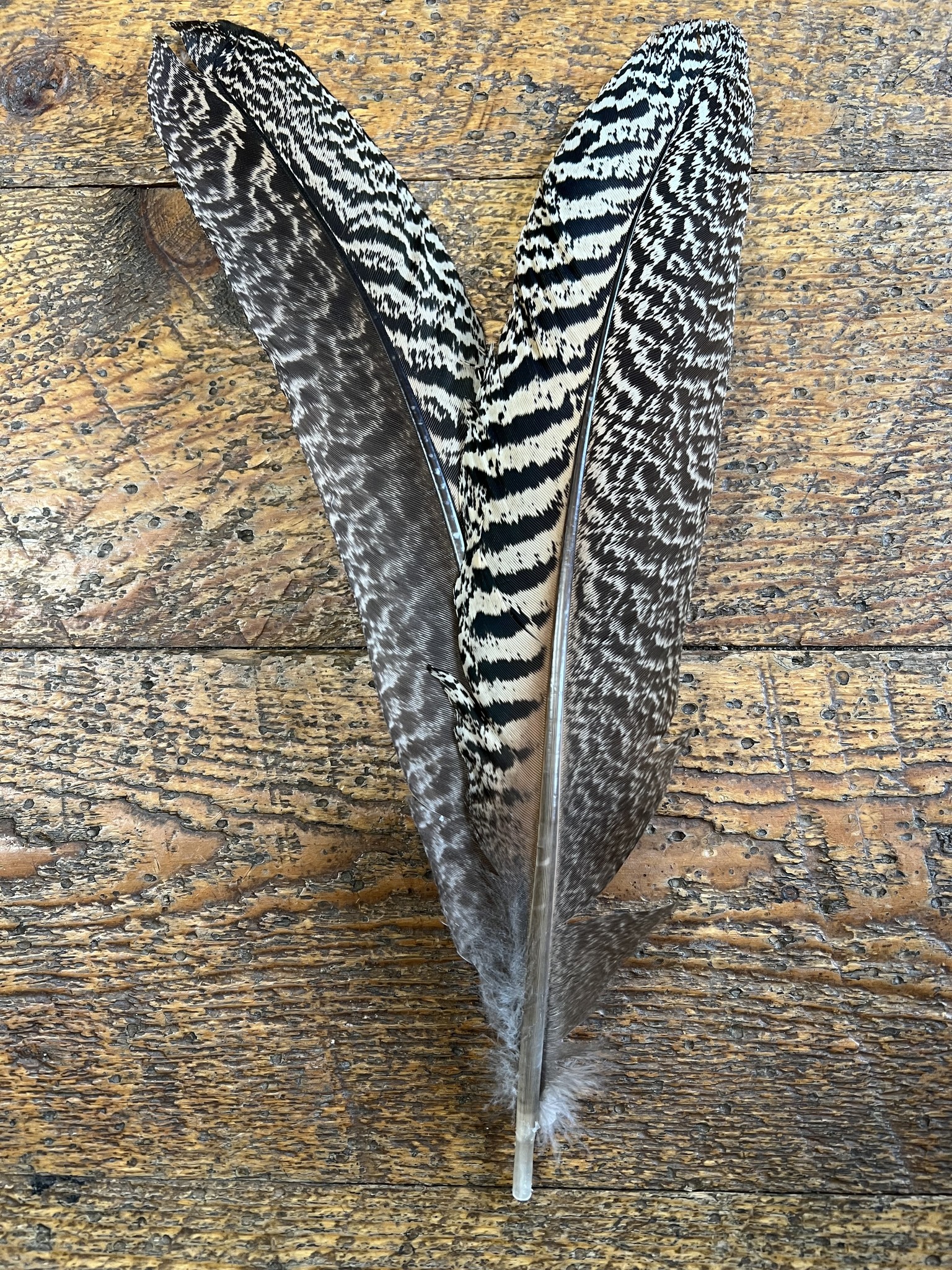 Mottled Peacock Wing Quill