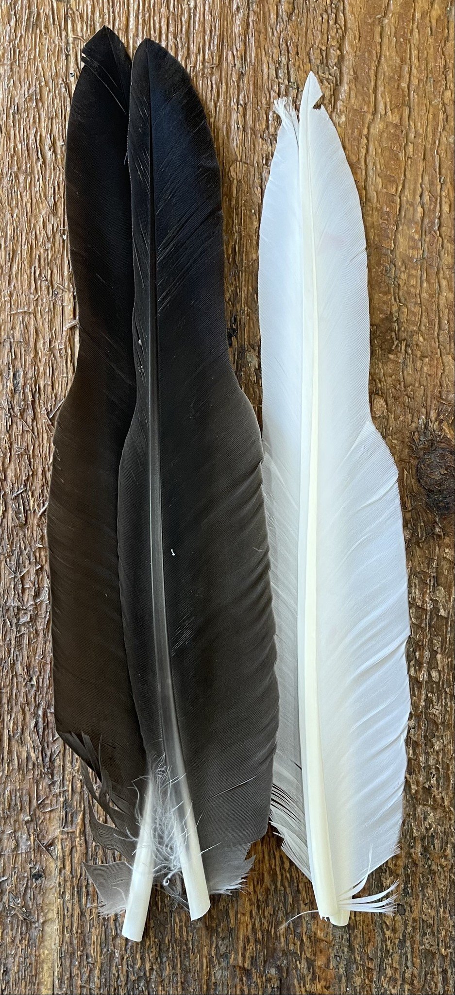 Goose Quills