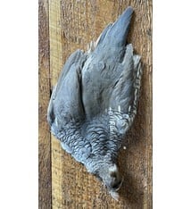 Scaled Quail Skin