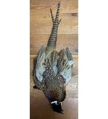 Sharp-tail Grouse Skin Wings Feathers Fly Tying Materials Hackle