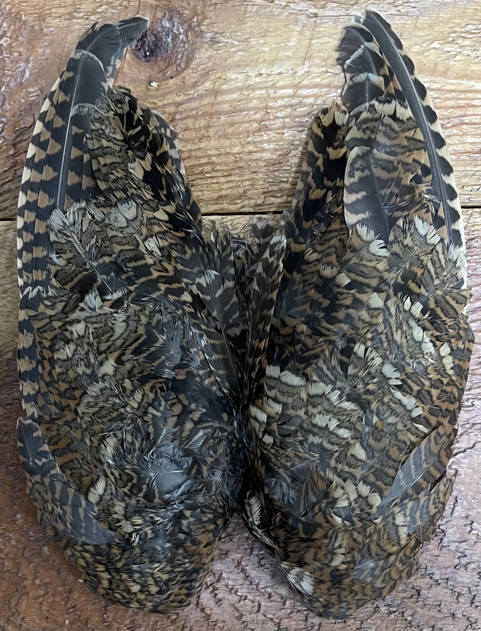 English Woodcock Wings