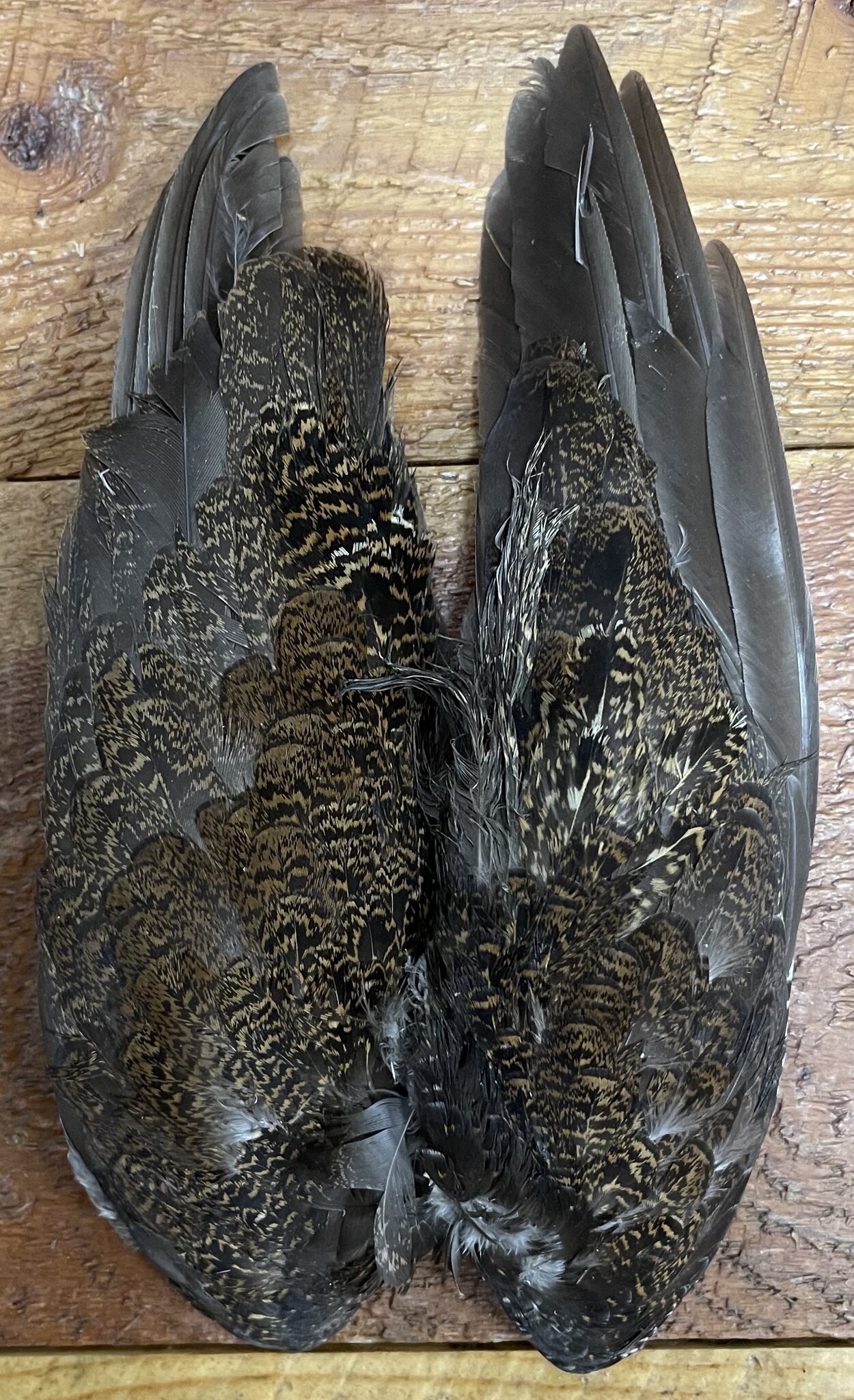 English Grouse Wings