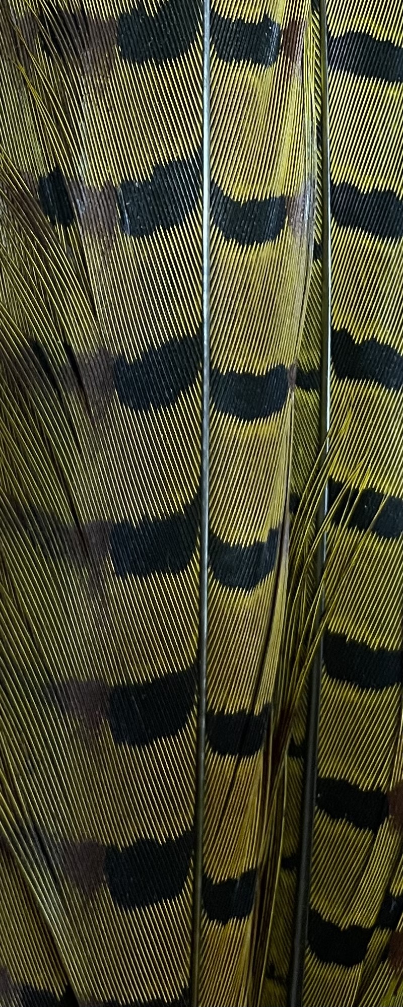 Pheasant Tail Clumps