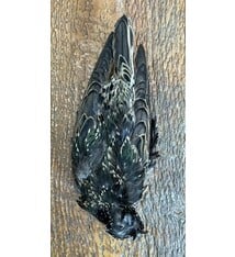 Starling Skin