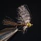 King Wedgewing Flav size 14
