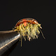 Expecting Scud size 16