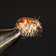 Expecting Scud size 16
