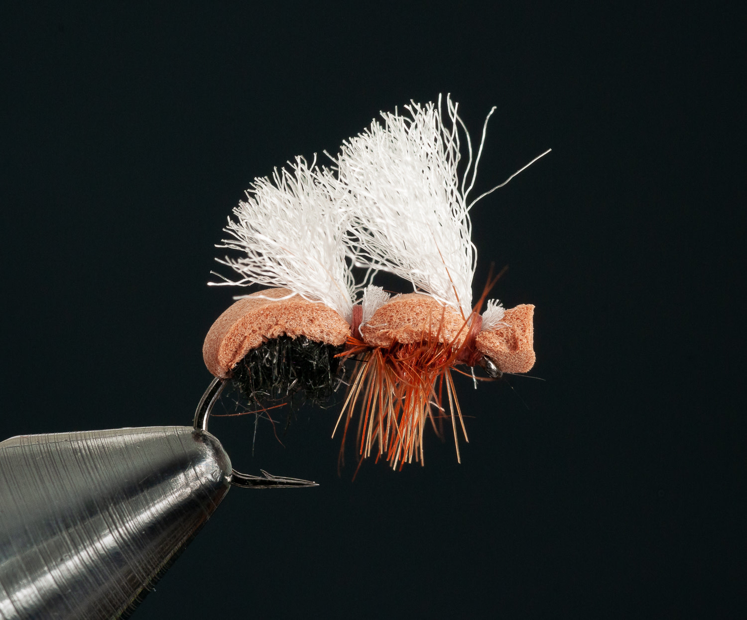 Stubby Ant