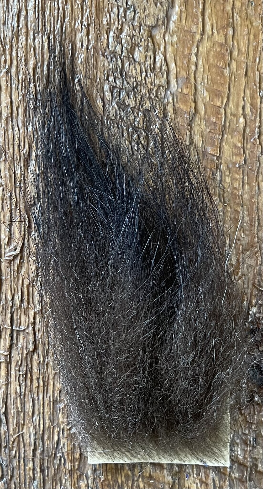 Black Bear Fur Patch