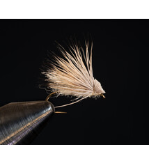 Summer Spruce Moth 14