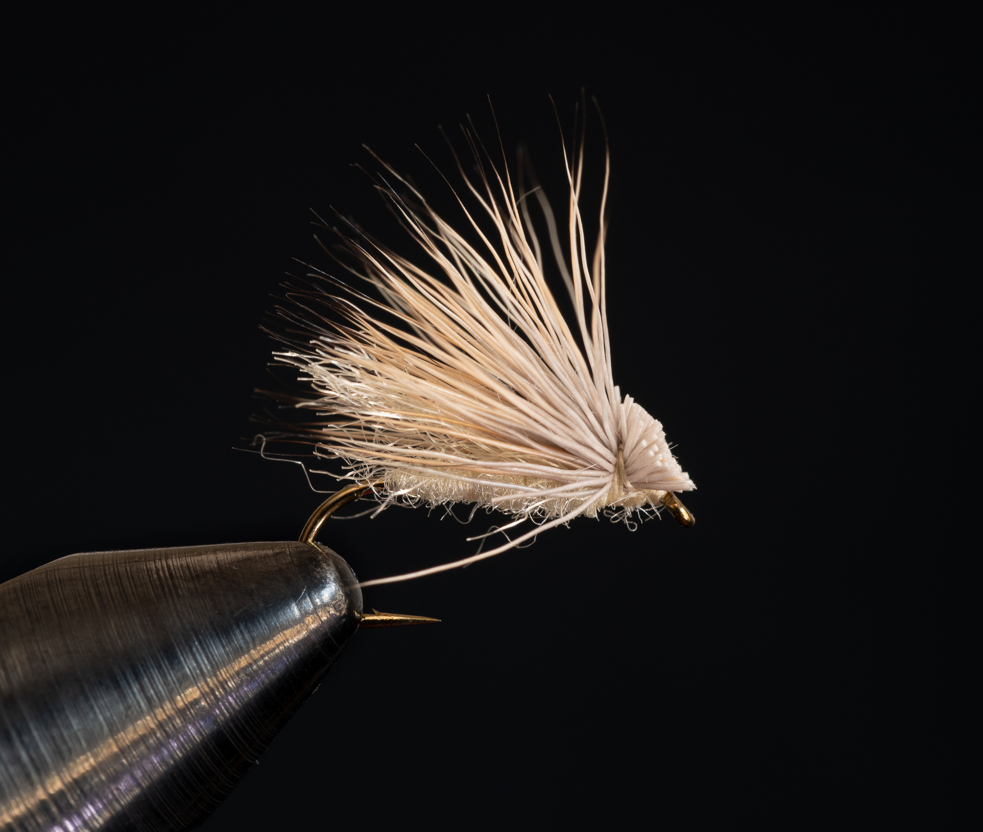 Summer Spruce Moth 14