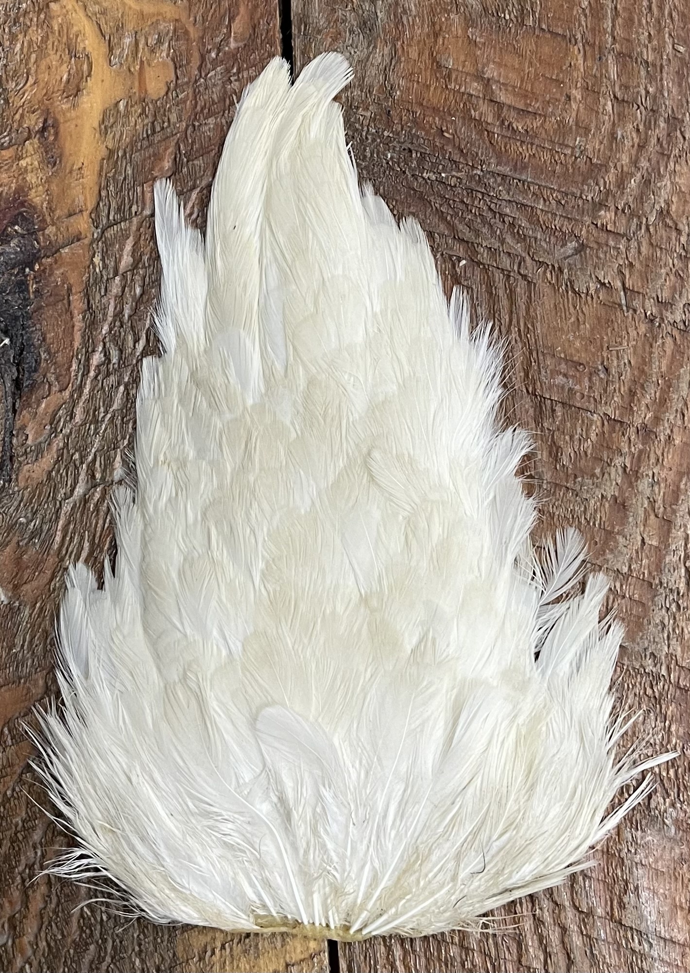 India Hen Saddle Patch