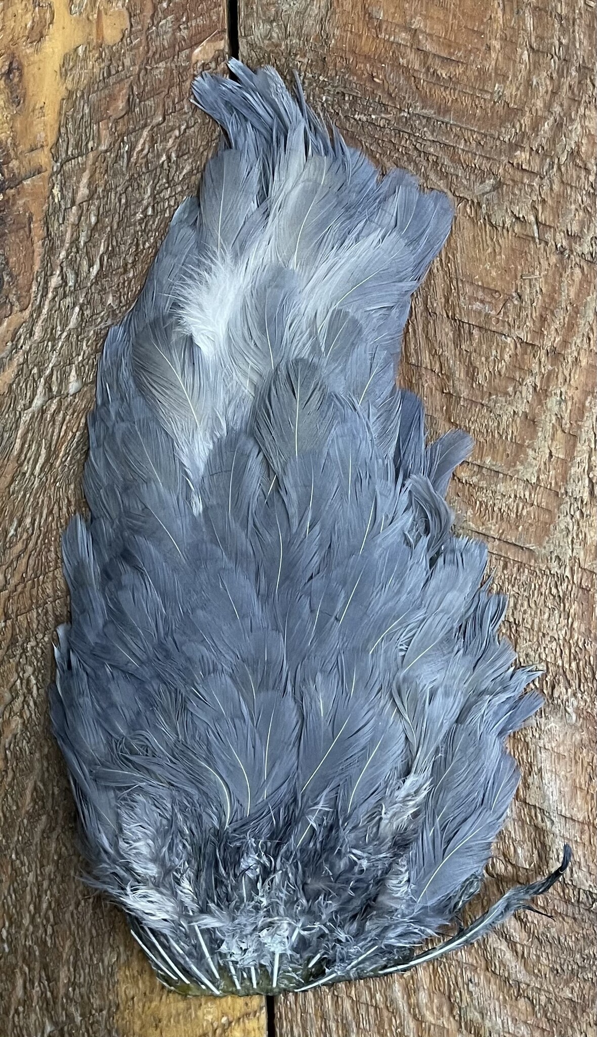 India Hen Saddle Patch