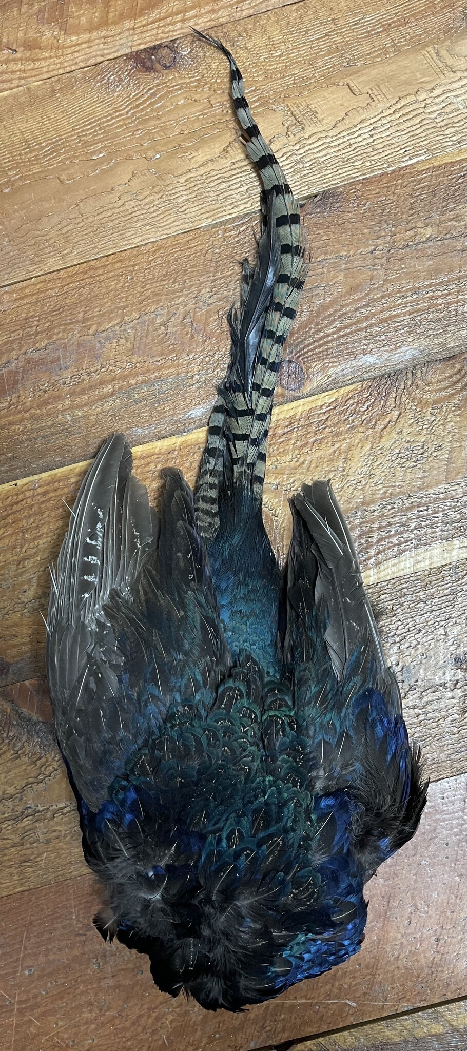 Melanistic Pheasant Skin Natural