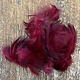 Teal Flank Feathers - Claret