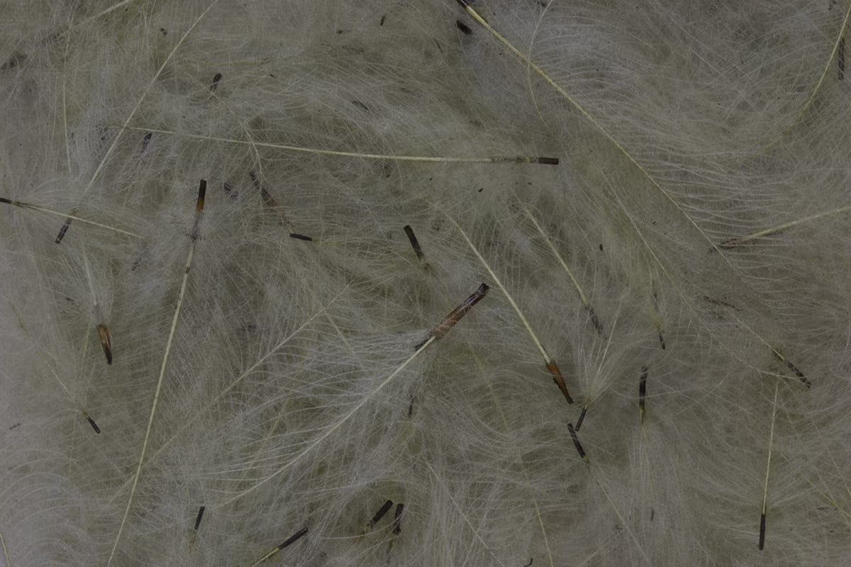 Fulling Mill CDC Feathers 1G