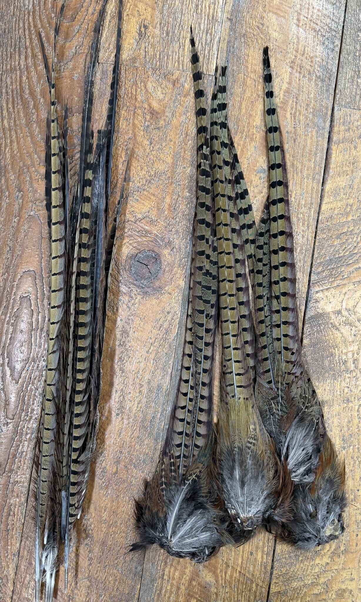 Pro Tyer Pheasant Tails