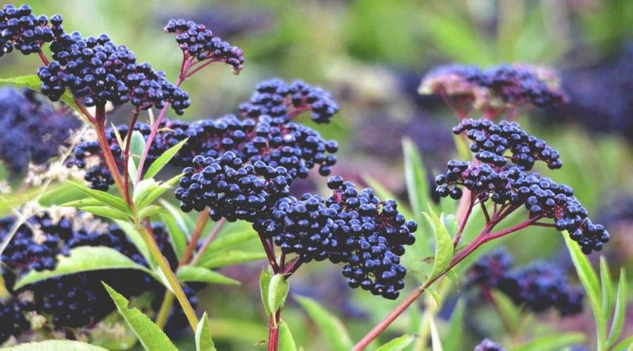 Elderberry Syrup