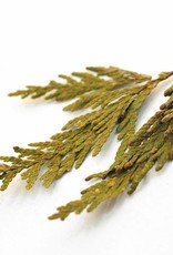 Cedar Tips, Western Red bulk/oz