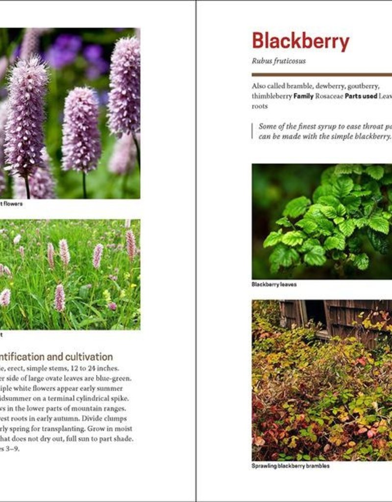 The Herbal Apothecary: 100 Medicinal Herbs and How to Use Them - JJ Pursell