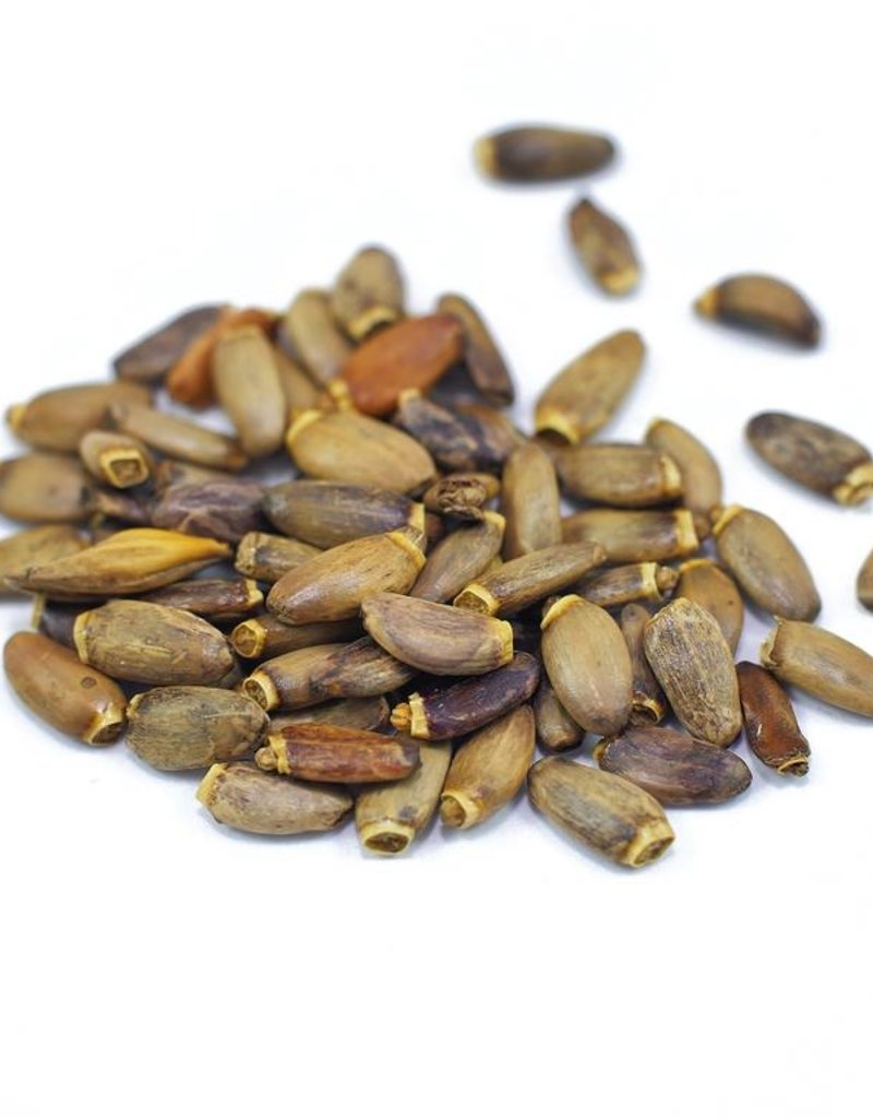 Milk Thistle Seed organic, bulk/oz