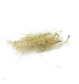 Usnea, Wild-crafted, bulk/oz