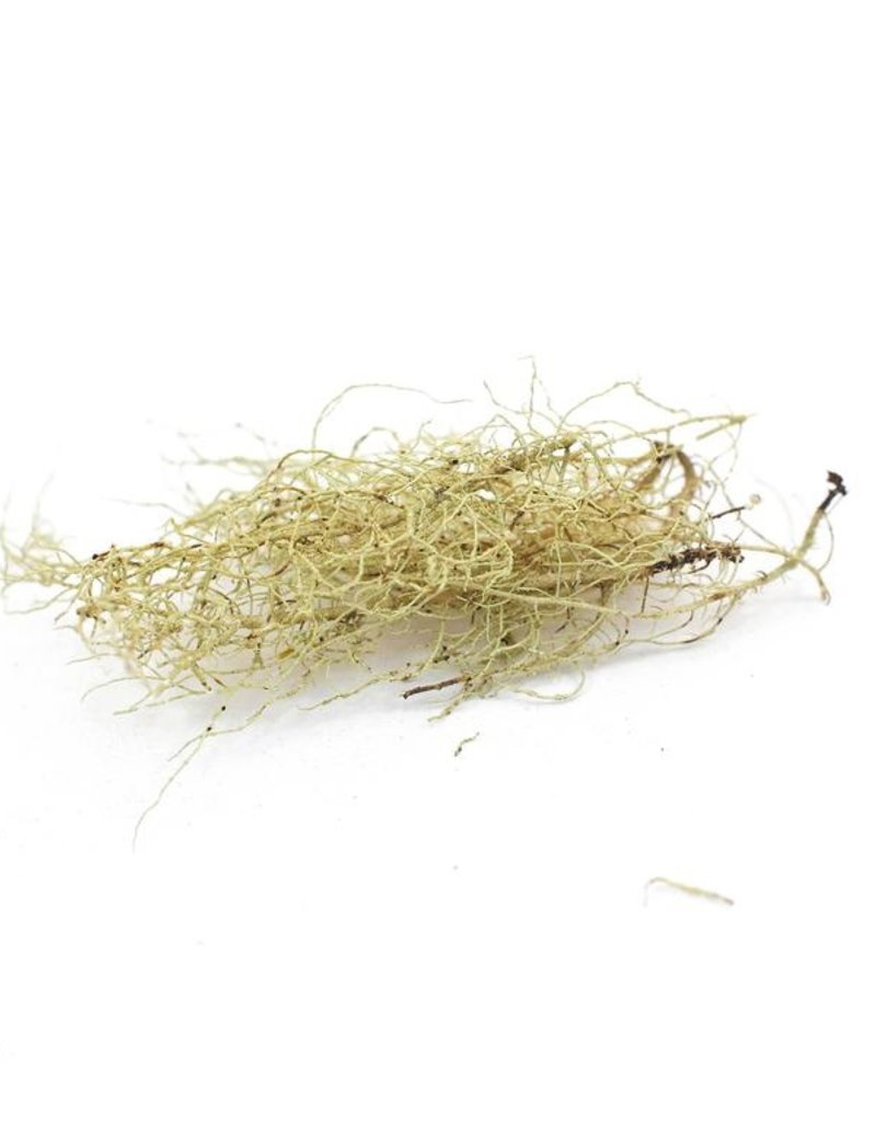 Usnea, Wild-crafted, bulk/oz