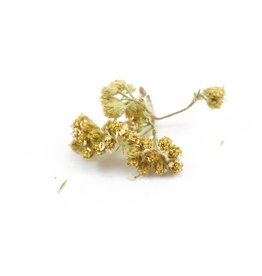 Yarrow Flowers, LOCAL, Organic, bulk/oz