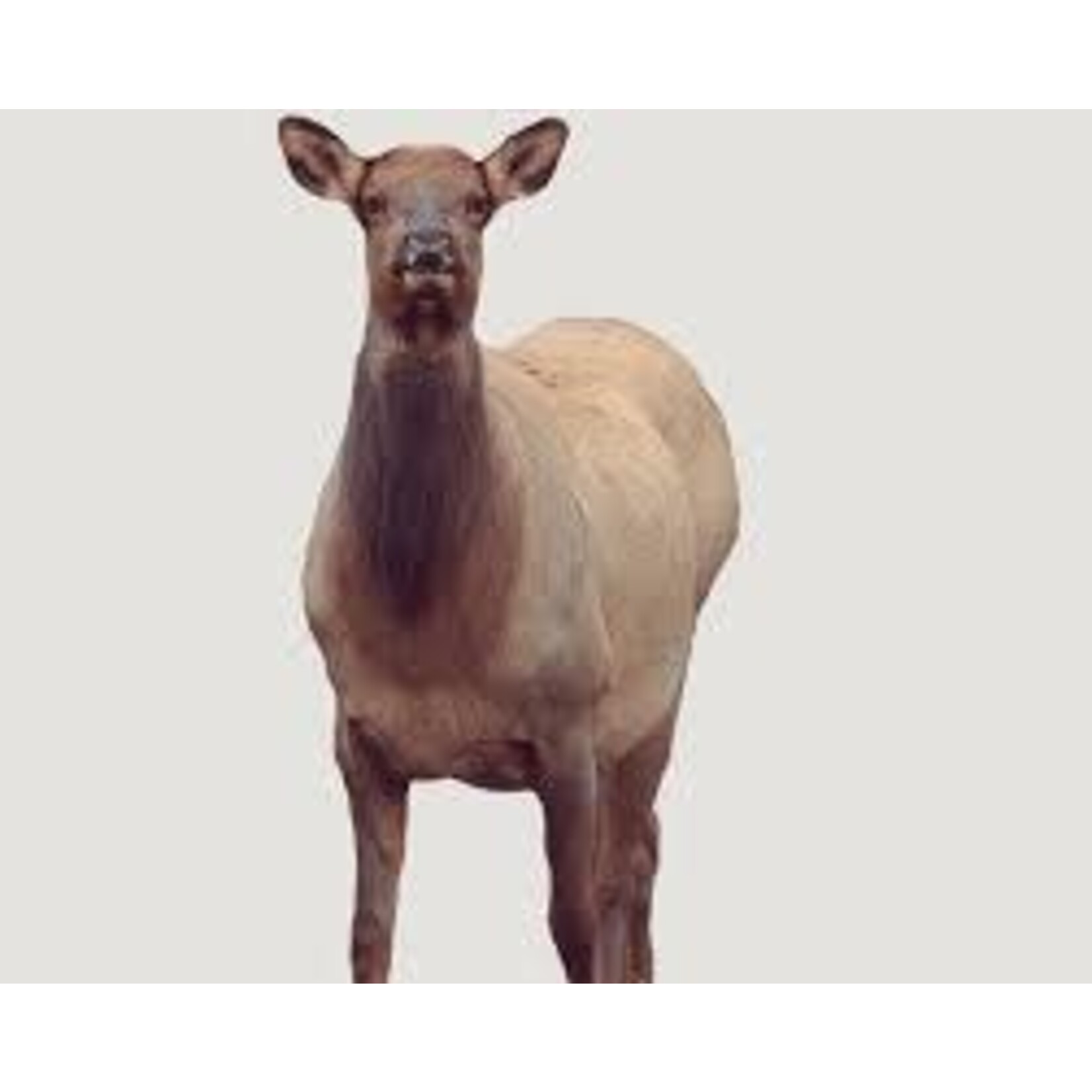 MONTANA DECOY INC MONTANA DECOY CO. EICHLER ELK