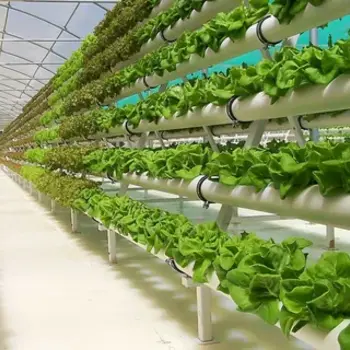 Grow Media