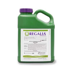 Bio Marrone Innovations Regalia 1qt