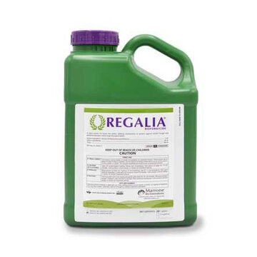  Bio Marrone Innovations Regalia 1qt