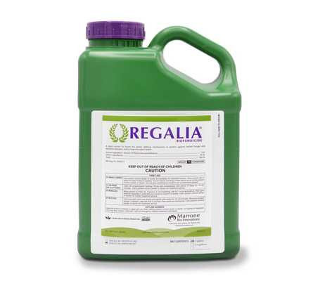 Bio Marrone Innovations Regalia 1qt