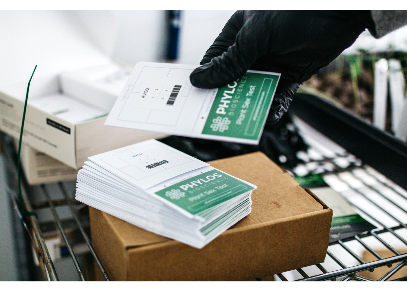 Phylos Plant Sex Kit