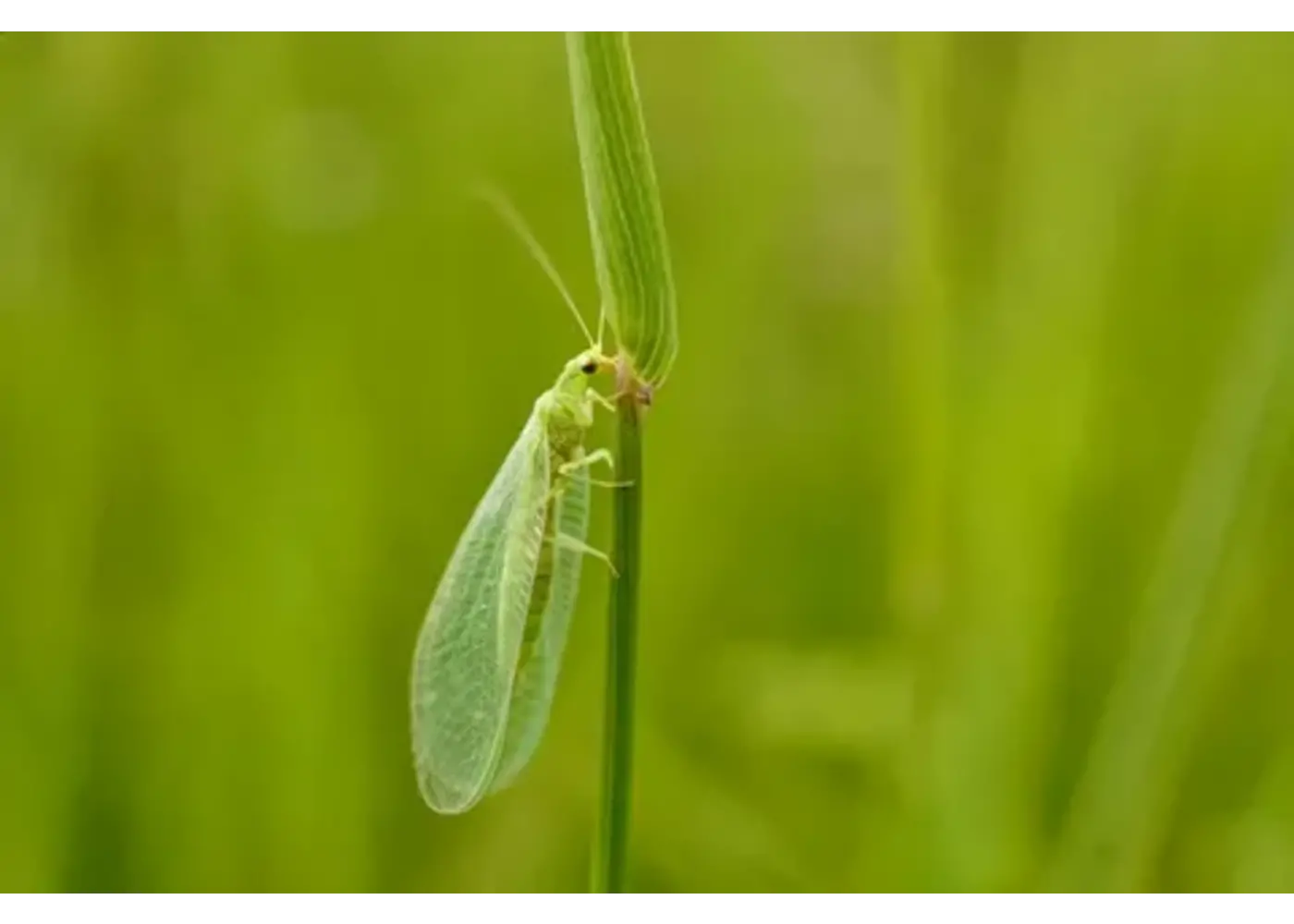 Aphids Green Lacewings