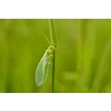  Aphids Green Lacewings