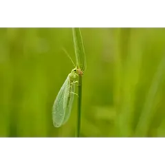 Aphids Green Lacewings