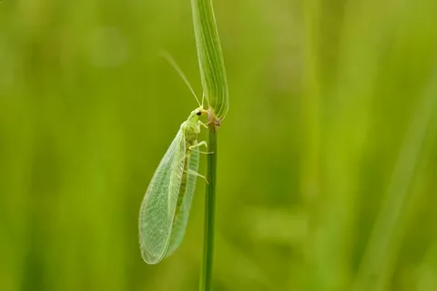 Aphids Green Lacewings