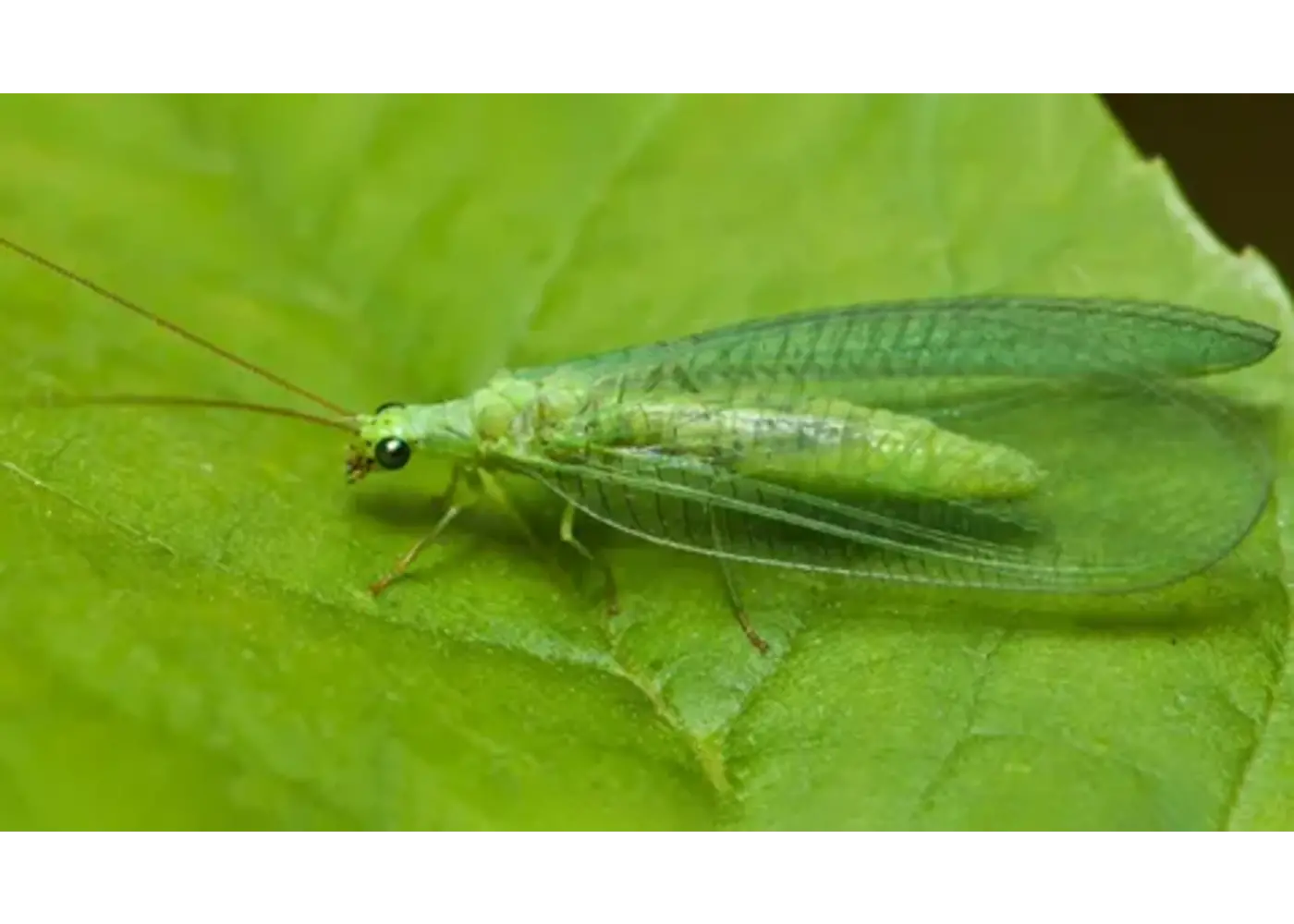 Green Lacewings