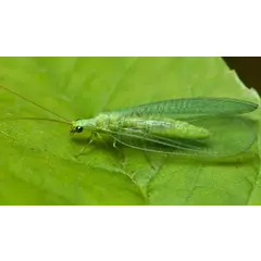 Green Lacewings