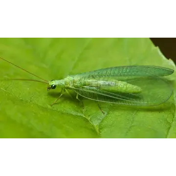  Green Lacewings