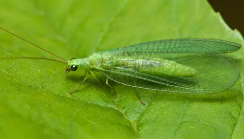 Green Lacewings
