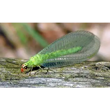 Orcon Orcon Green Lacewings Certificate