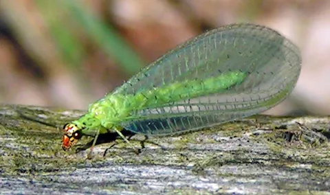 Orcon Orcon Green Lacewings Certificate