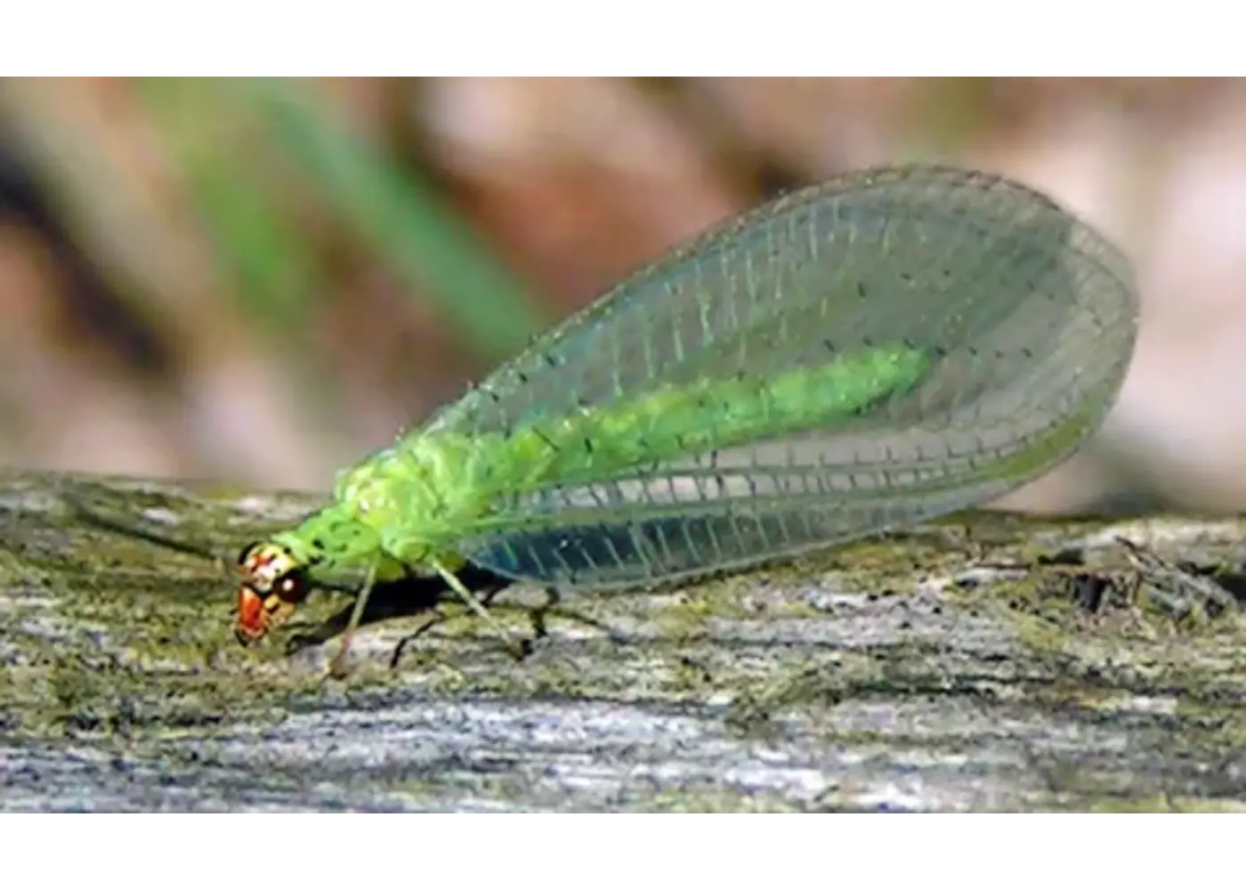 Orcon Orcon Green Lacewings Certificate