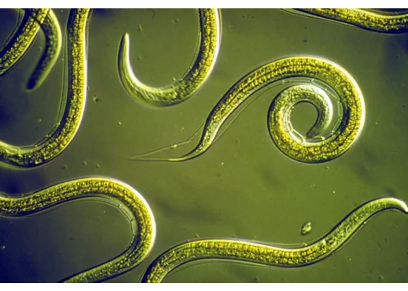 Orcon Orcon Beneficial Nematodes Certificate